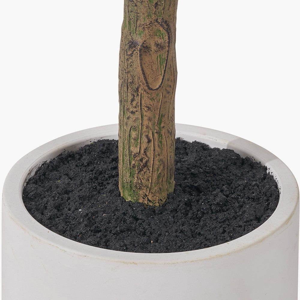 Medium Olive Tree in Pot