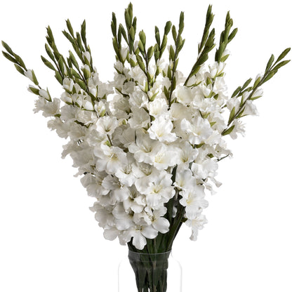 White Gladioli Flower Bundle