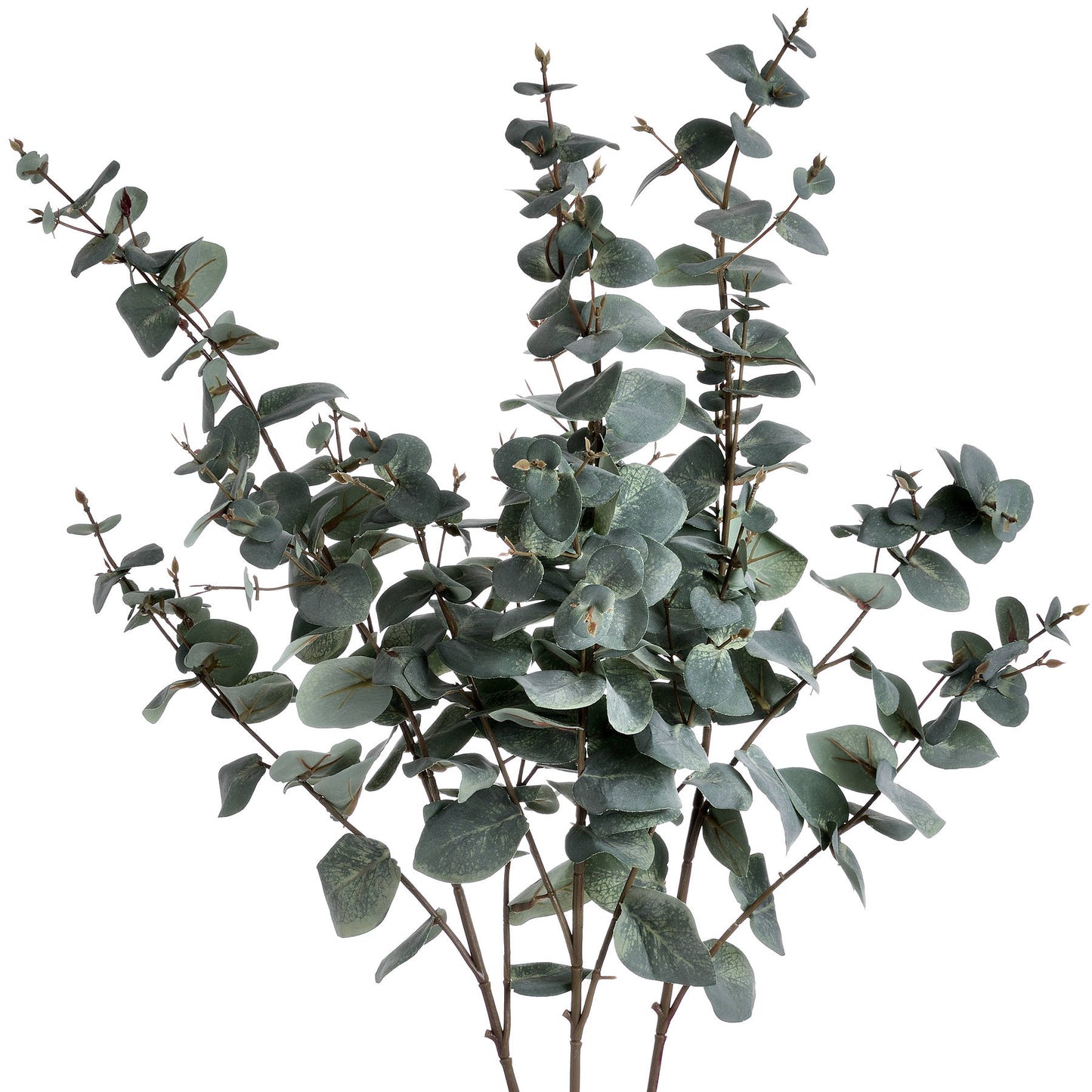 Variegated Eucalyptus Stem Bundle