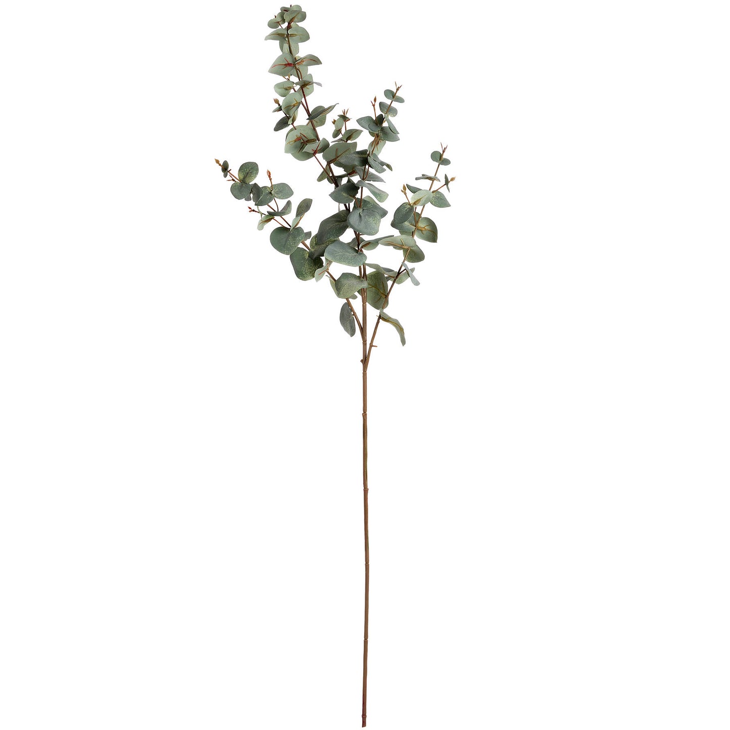 Variegated Eucalyptus Stem Bundle