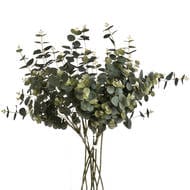 Eucalyptus Spray Stem Bundle