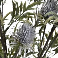 Eryngium Blue Thistle Flower