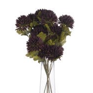 Chocolate Chrysanthemum Flower