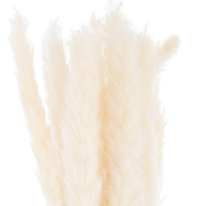 Mini White Pampas Grass Bundle