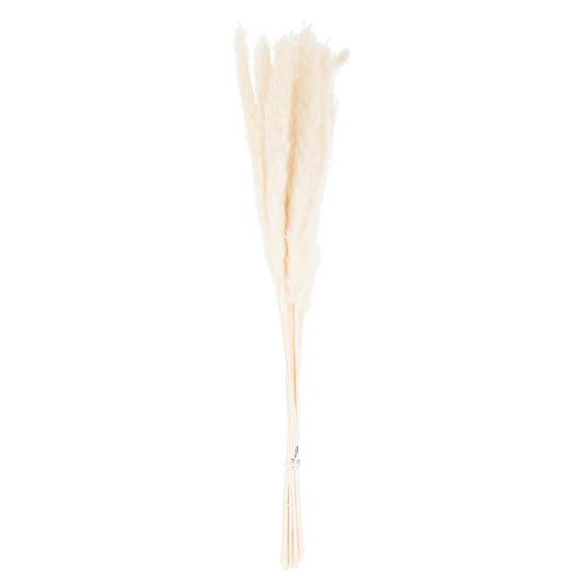 Mini White Pampas Grass (Set of 3)