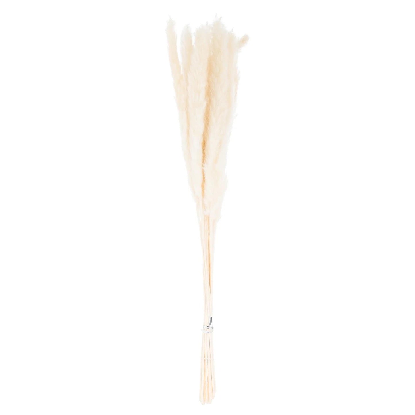 Mini White Pampas Grass Bundle