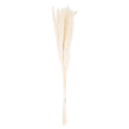 Mini White Pampas Grass Bundle