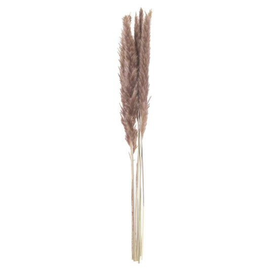 Mini Natural Pampas Grass (Set of 3)