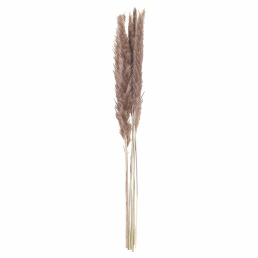 Mini Natural Pampas Grass Bundle