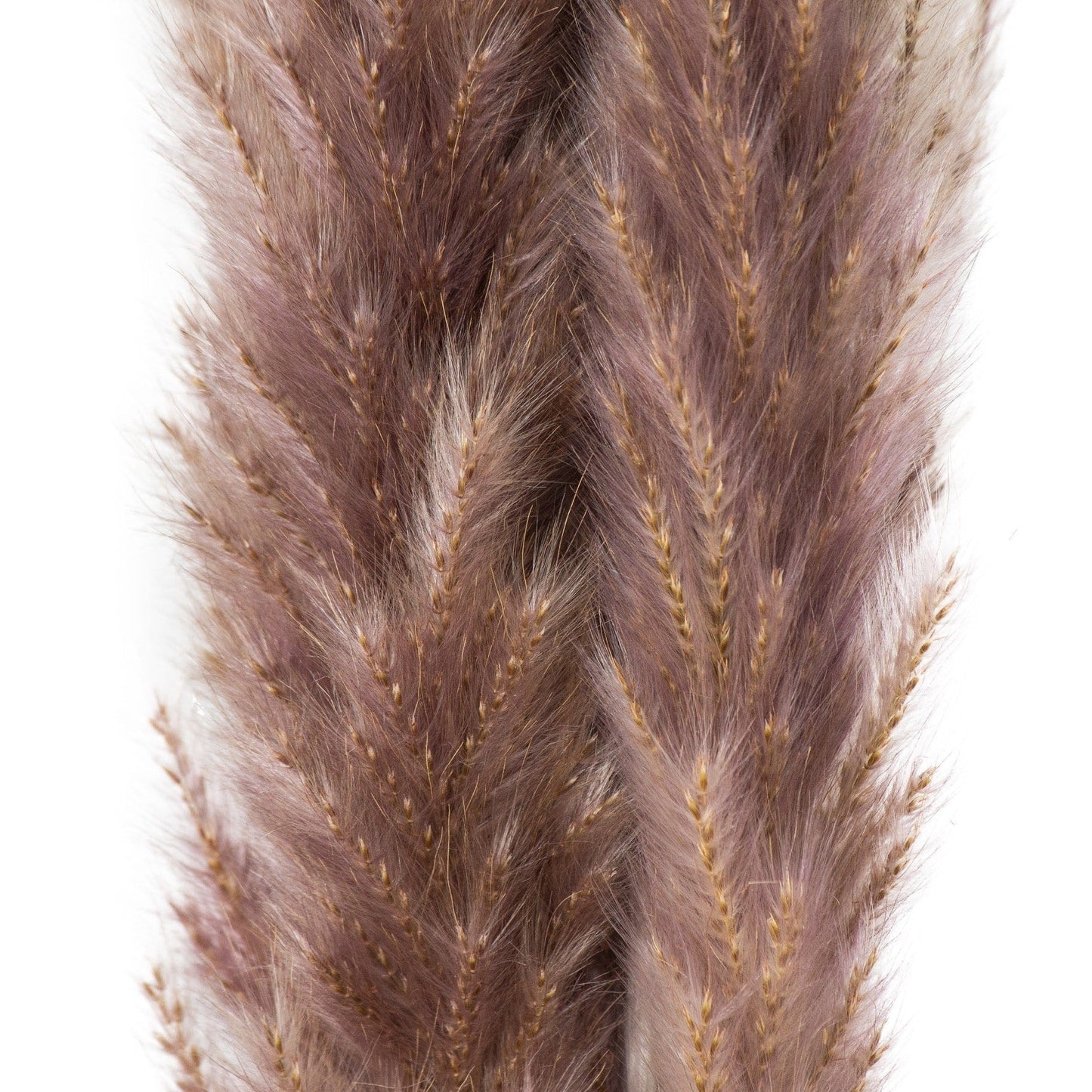 Mini Natural Pampas Grass (Set of 3)