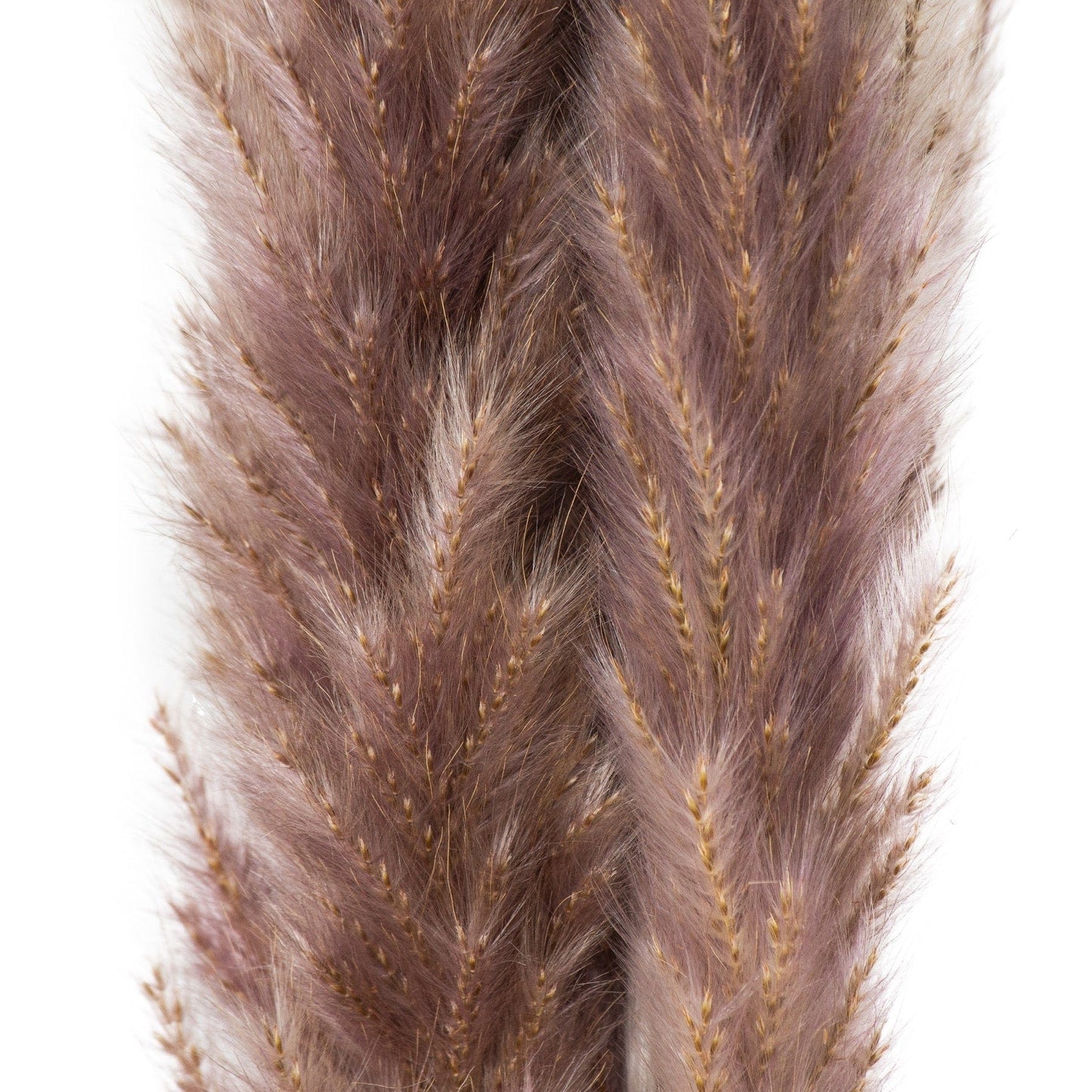 Mini Natural Pampas Grass Bundle