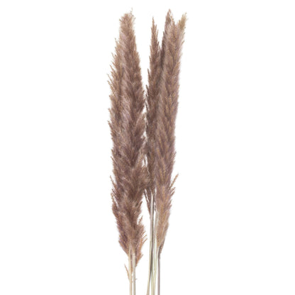 Mini Natural Pampas Grass (Set of 3)