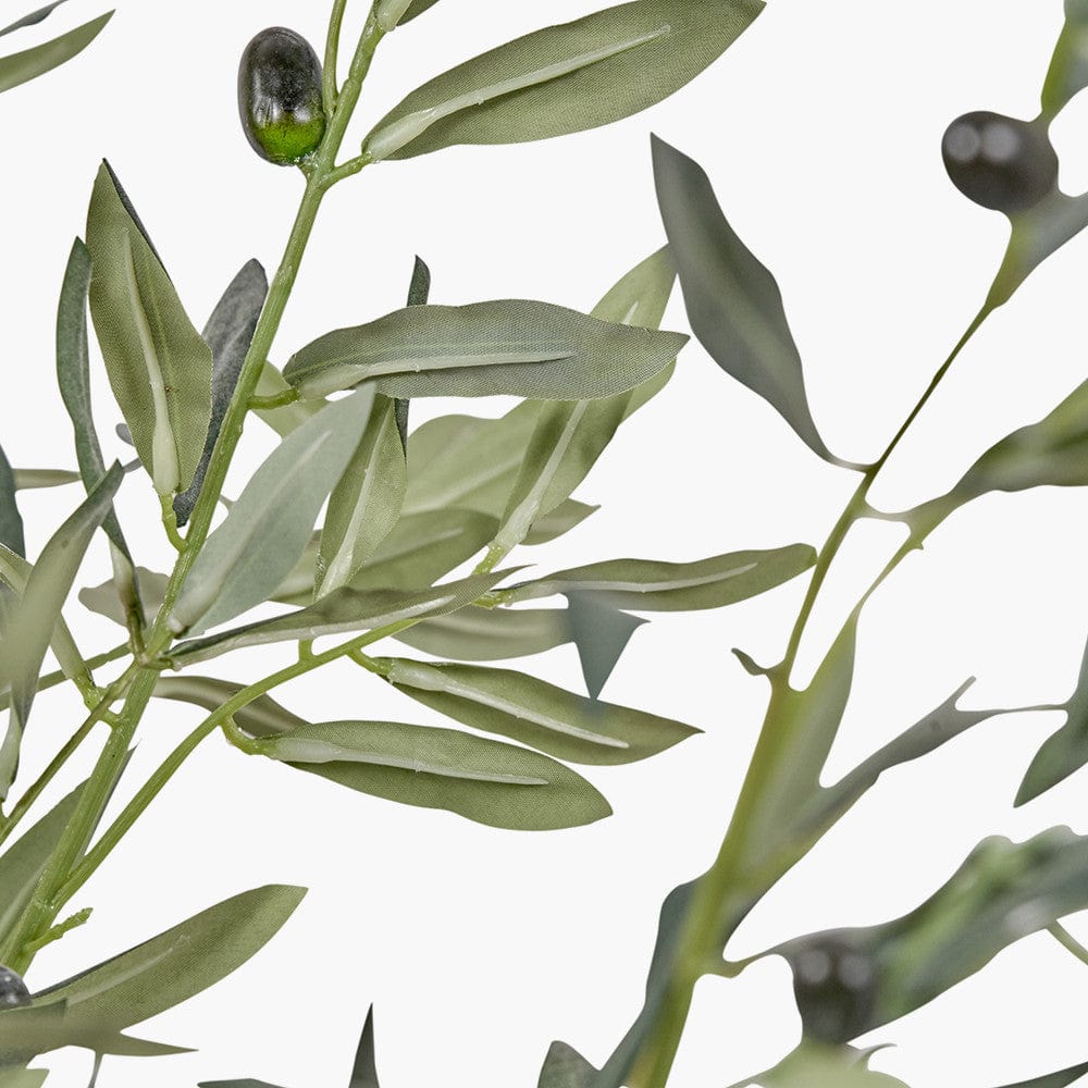 Large Olive Tree in Pot