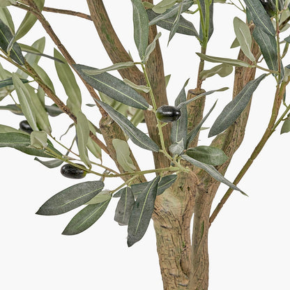 Large Olive Tree in Pot