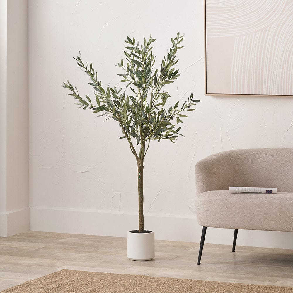 Medium Olive Tree in Pot