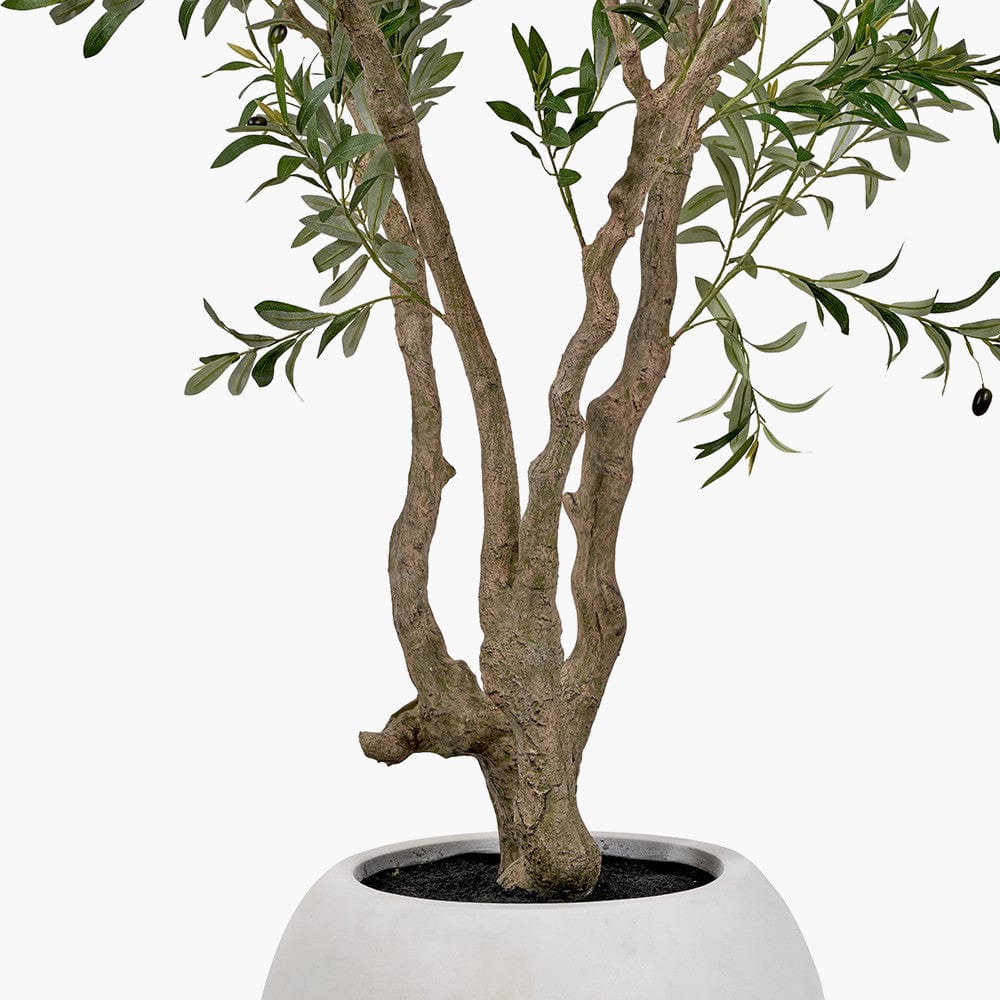 Extra Large Olive Tree in Pot