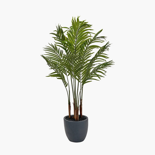 Areca Palm Plant in Pot