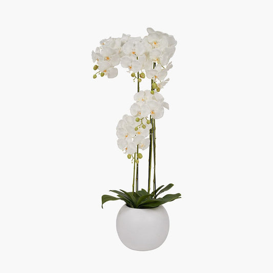 Tall White Orchid in Pot