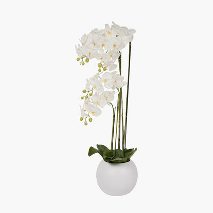 Tall White Orchid in Pot