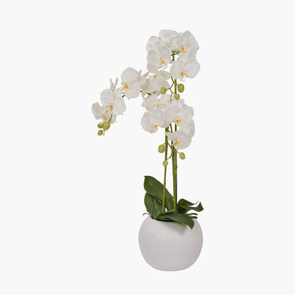 Medium White Orchid in Pot