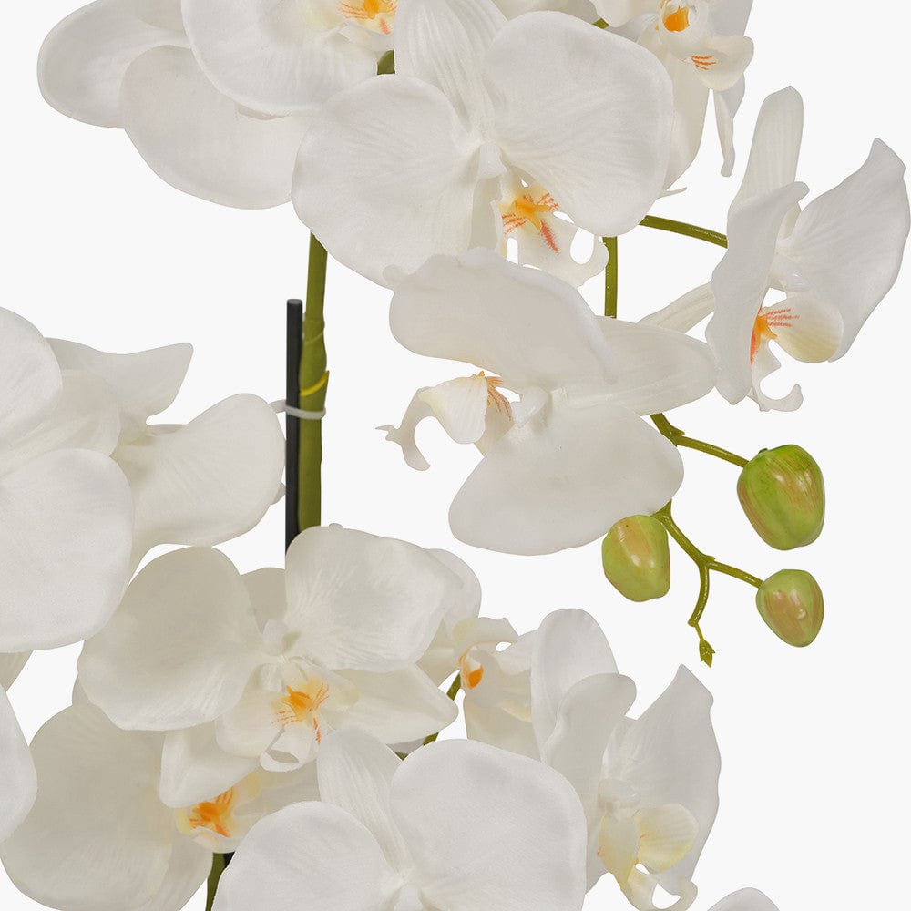 Medium White Orchid in Pot