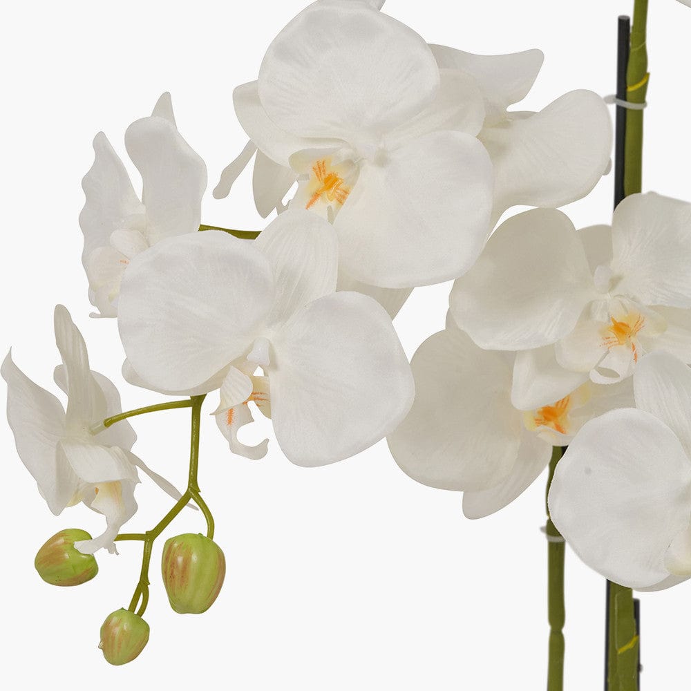 Medium White Orchid in Pot