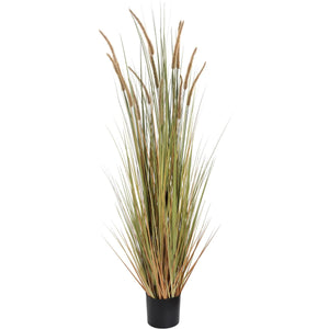 Field Grass Pot Plant